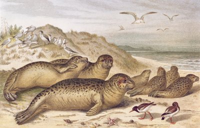 Foca, lámina de Brehms Tierleben: Allgemeine Kunde des Tierreichs, vol.2, p.309, publicado por Bibliographisches Institut, 1890 de German School