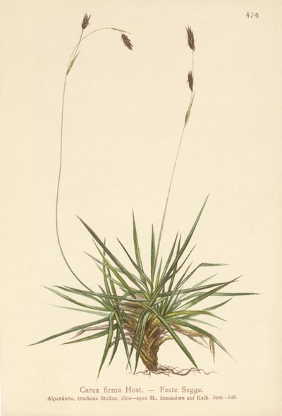 Juncia (Carex firma) de German School
