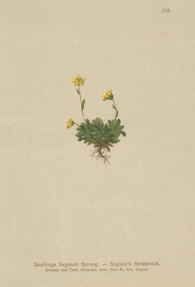 Saxífraga de Seguieri (Saxifraga Seguieri) de German School