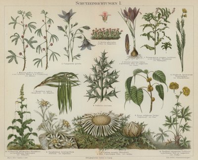 Respuestas autoprotectoras en plantas de German School