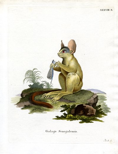Bushbaby de Senegal de German School