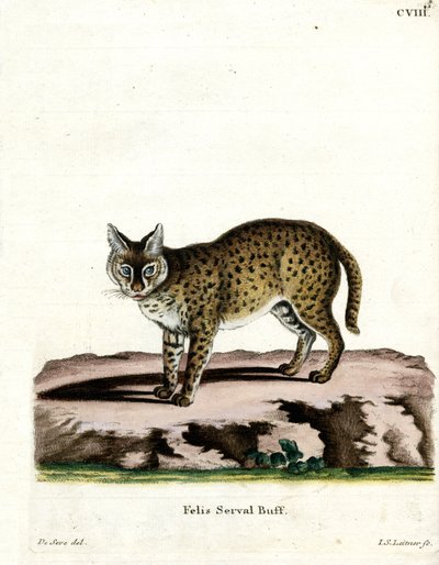 Serval de German School