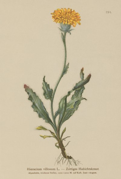 Hierba de halcón peluda (Hieracium villosum) de German School
