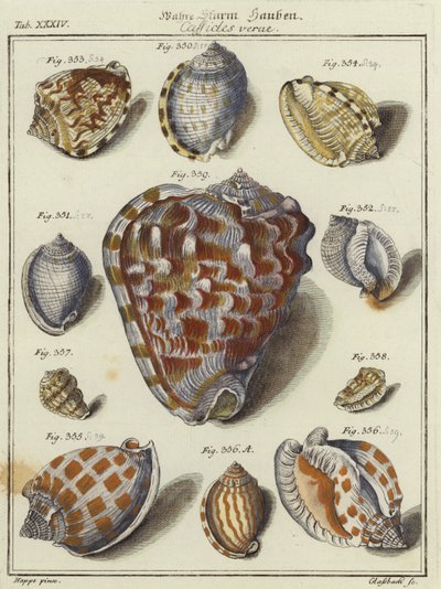 Conchas de German School