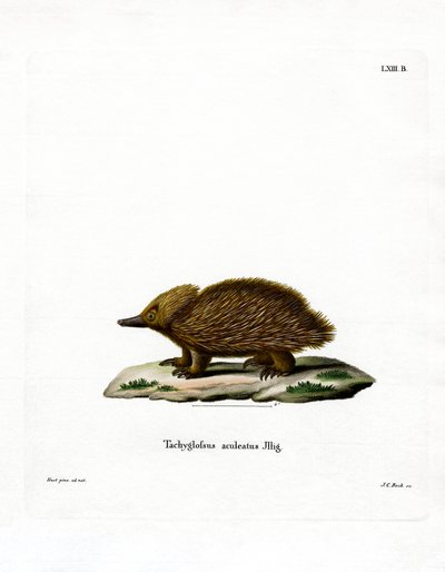Equidna de Pico Corto de German School