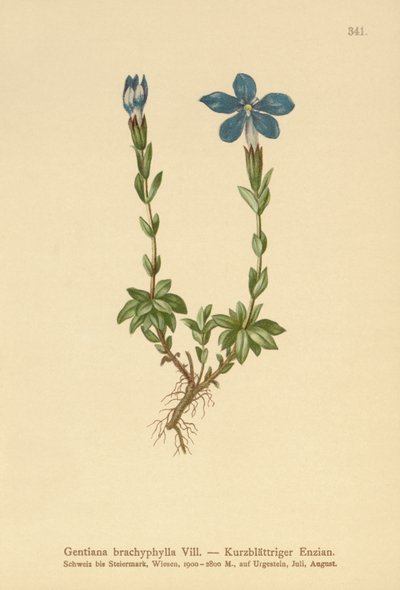 Genciana de hojas cortas (Gentiana brachyphylla) de German School