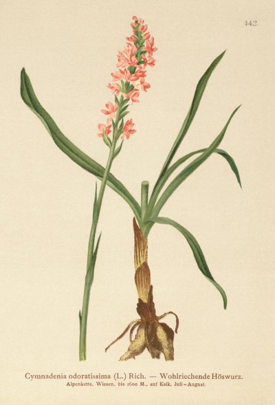 Orquídea Fragante de Espolón Corto (Gymnadenia odoratissima) de German School