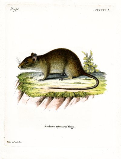 Rata bandicut de cola corta de German School