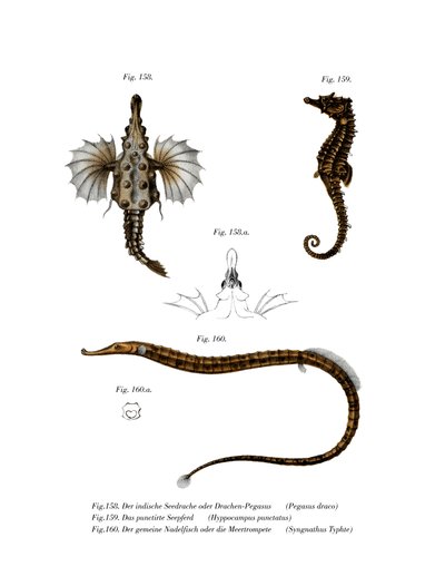Pez dragón corto de German School