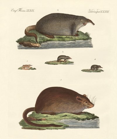 Musarañas y ratones almizcleros de German School