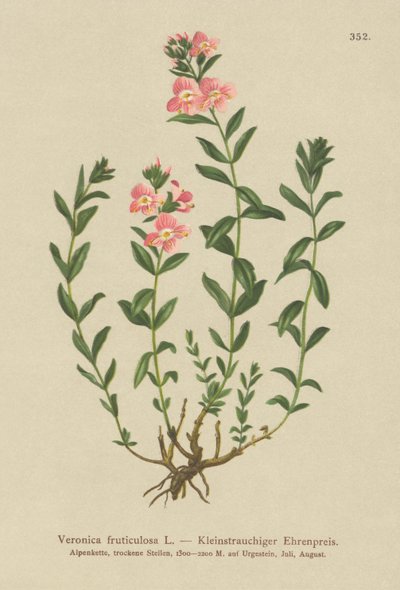 Verónica arbustiva (Veronica fruticulosa, Veronica frutescens) de German School