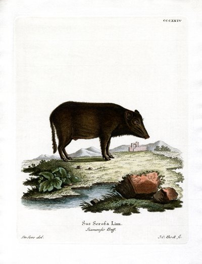 Jabalí Salvaje Siamés de German School