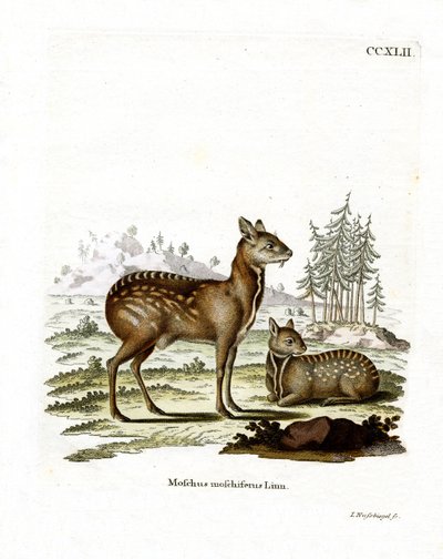 Ciervo almizclero siberiano de German School