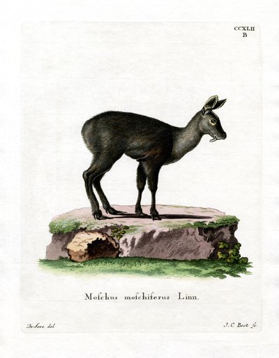 Ciervo Almizclero Siberiano de German School