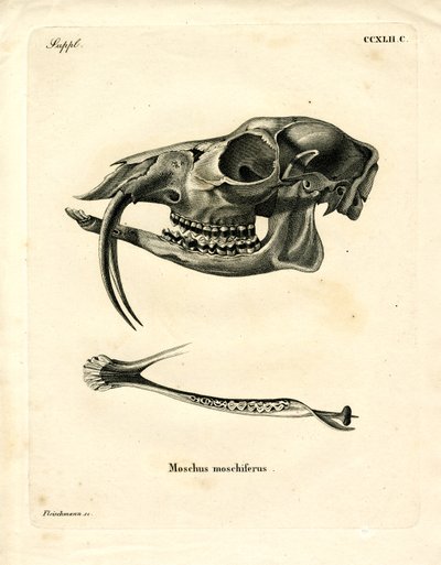 Ciervo almizclero siberiano de German School