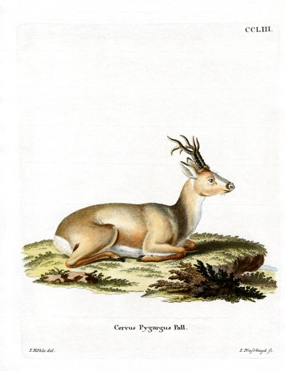 Corzo Siberiano de German School