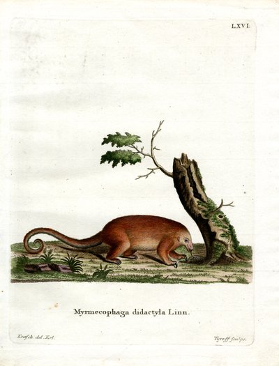 Oso Hormiguero Sedoso de German School