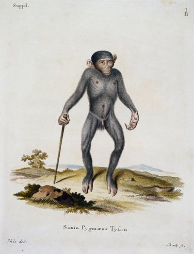 Simia pygmaeus, de Mammals illustrated from Nature with descriptions, por Johann Christian Daniel von Schreber (1739-1810), grabado por IC Bock, Alemania de German School