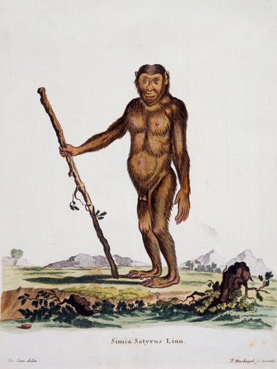 Simia satyrus, de Mammals illustrated from Nature with descriptions, por Johann Christian Daniel von Schreber (1739-1810), grabado por I Nusbiegel después de un dibujo de De Seve, Alemania de German School
