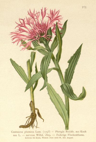 Centaurea de una sola flor (Centaurea plumosa, Centaurea Phrygia, Centaurea nervosa, Centaurea uniflora) de German School