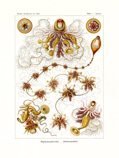 Siphonophorae, 1899-1904 de German School