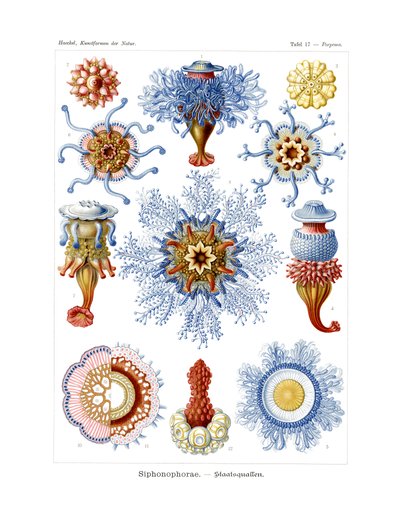 Siphonophorae, 1899-1904 de German School