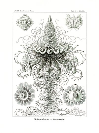 Siphonophorae, 1899-1904 de German School