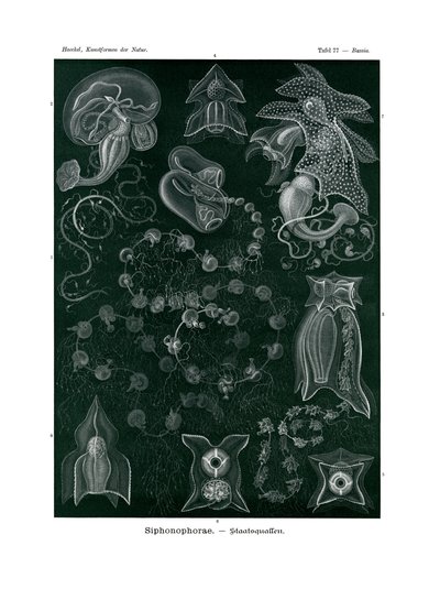 Siphonophorae de German School