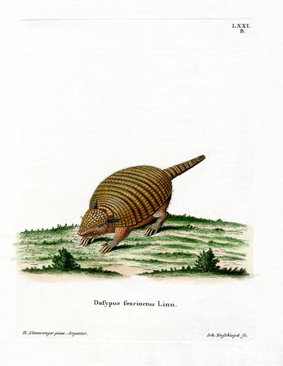 Armadillo de seis bandas de German School