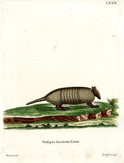 Armadillo de Seis Bandas de German School