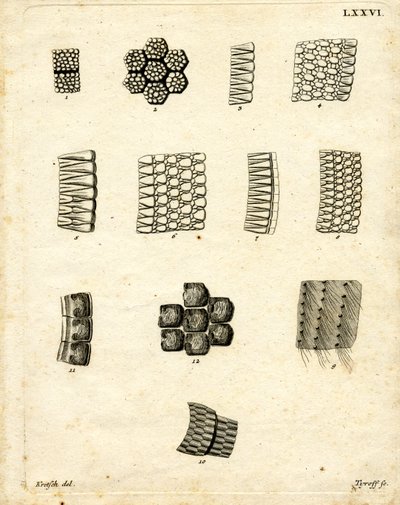Escamas de Piel de German School