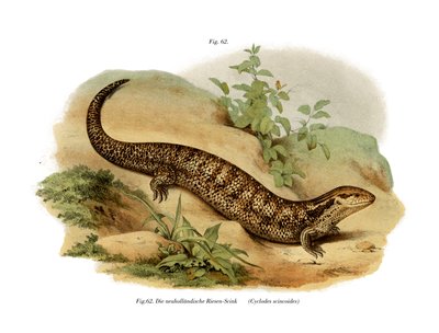 Eslizón (litografía en color) de German School
