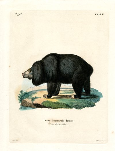 Oso Perezoso de German School