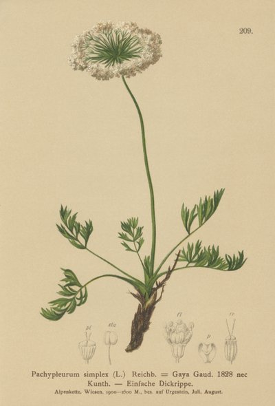Levístico alpino pequeño (Pachypleurum mutellinoides, Pachypleurum simplex, Pachypleurum alpinum, Pachypleurum simplex, Neogaya simplex, Gaya simplex, Ligusticum simplex) de German School