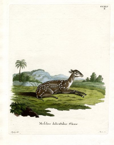 Almizcle Manchado Pequeño de German School