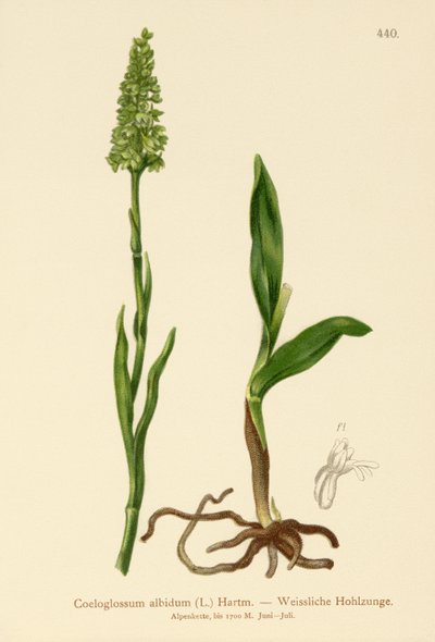 Orquídea Blanca Pequeña (Satyrium albidum, Coeloglossum albidum, Leucorchis albida, Bicchia albida, Pseudorchis albida) de German School