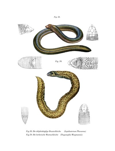 Lagarto gusano de cabeza pequeña de German School