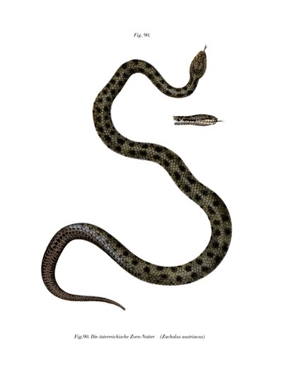 Serpiente lisa de German School
