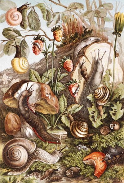 Caracoles, lámina de "Brehms Tierleben: Allgemeine Kunde des Tierreichs", vol.10, p.336, publicado por Bibliographisches Institut de German School