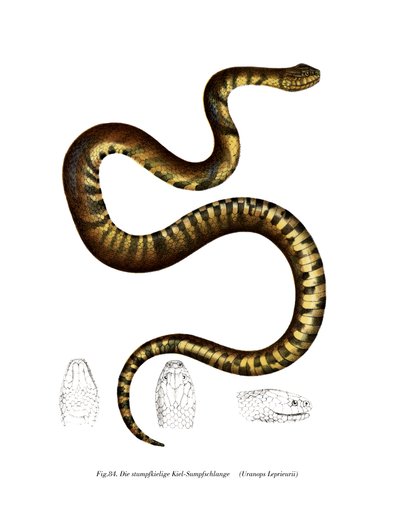Serpiente de German School