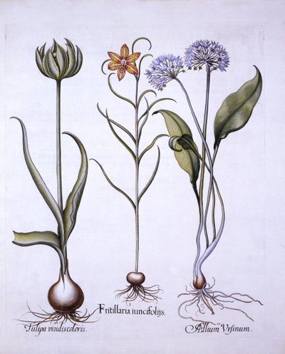 Fritillaria de Cabeza de Serpiente, Ajo Silvestre y Tulipán, de Hortus Eystettensis, por Basil Besler, pub. 1613 de German School