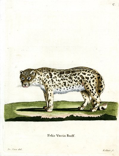 Leopardo de las Nieves de German School