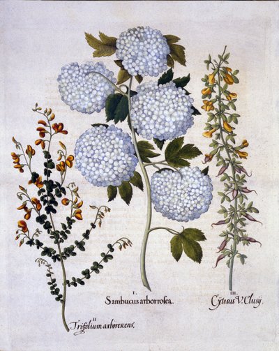 Viburnum de bola de nieve, retama de jardín, retama alpina de bajo crecimiento, de Hortus Eystettensis, por Basil Besler, pub. 1613 de German School