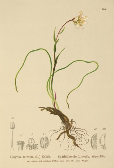 Lirio de Snowdon (Lloydia serotina, Gagea serotina, Lloydia alpina, Lloydia striata) de German School