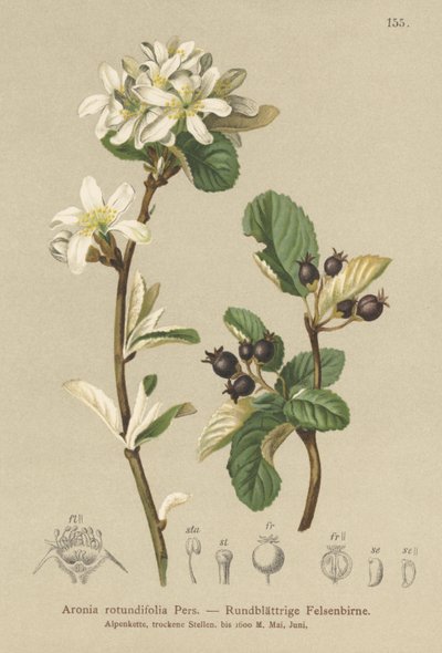 Mespilus nevado (Aronia rotundifolia, Amelanchier ovalis) de German School
