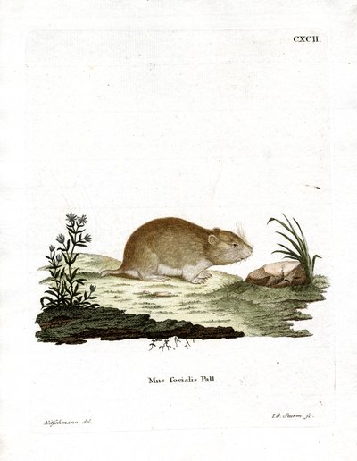Vole social de German School