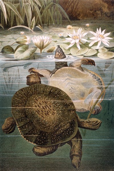 Tortuga de caparazón blando, lámina de Brehms Tierleben: Allgemeine Kunde des Tierreichs, vol.7, p.621, publicada por Bibliographisches Institut, 1892 de German School