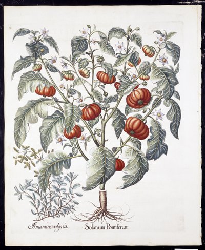 Solanum Pomiferum de Hortus Eystettensis por Basil Besler (1561-1629) publicado en 1613 de German School