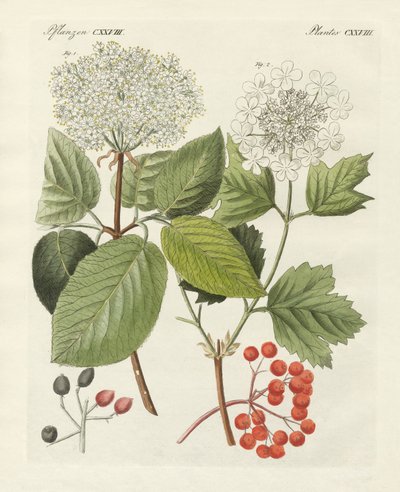 Algunos tipos de rosa guelder (grabado coloreado) de German School