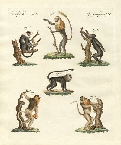 Algunos tipos de monos de German School